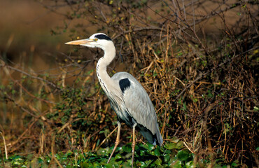 Héron cendré, Ardea cinerea, Grey Heron