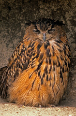Grand duc d'Europe, nid,.Bubo bubo, Eurasian Eagle Owl