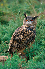 Grand duc d'Europe,.Bubo bubo, Eurasian Eagle Owl