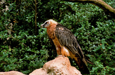 Gypaète barbu,.Gypaetus barbatus, Bearded Vulture