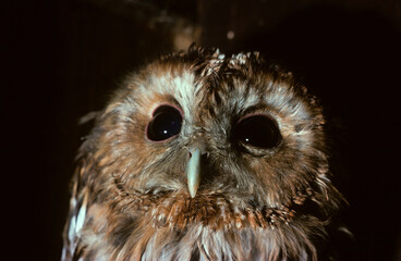 Chouette hulotte,. Strix aluco, Tawny Owl