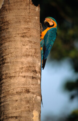 Ara bleu, nid,.Ara ararauna, Blue and yellow Macaw, Amazonie, Tambopata, Perou © JAG IMAGES