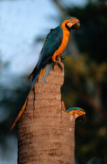 Ara bleu, nid,.Ara ararauna, Blue and yellow Macaw, Amazonie, Tambopata, Perou