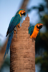 Ara bleu, nid,.Ara ararauna, Blue and yellow Macaw, Amazonie, Tambopata, Perou