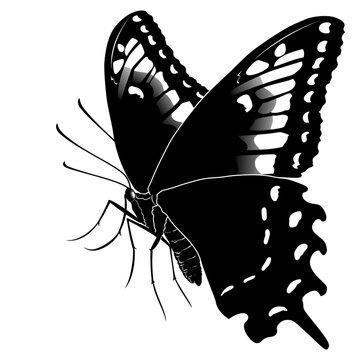 Illustration of a butterfly using black ink with a simple concept and high contrast.