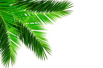 palm leaves foliage isolated on white transparent background. fram for summer or vacation design...