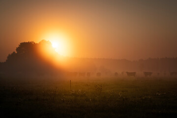 Naklejka na ściany i meble cows graze in the morning mist