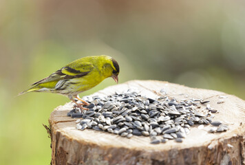 Little bird feeding sunflower seeds from bird feeder.  Eurasian Siskin