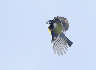 Fototapete bei efototapeten.de bestellen   