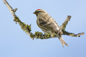 little bird perching on a branch of tree on blue background .Common Redpoll. Acanthis flammea