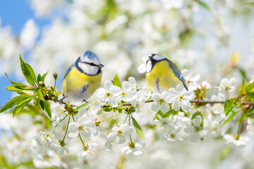 two little birds perching on branch of blossom cherry tree. Blue tit. Parus caeruleus. Spring background - 751581777