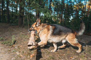 German Shepherd, a carnivorous dog breed, is running in a natural landscape with a stick in its mouth. Dog Run With Wooden Stick In Summer Forest Season. Cute Beautiful Shepherd Dog Running On country - 751582742