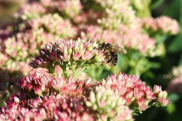 Blooming sedum in autumn with wild bee