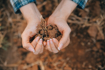 Top view of soil in hands for check the quality of the soil for control soil quality before seed plant. Future agriculture concept. Smart farming, using modern technologies in agriculture