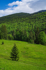 Summer landscape of Rodnei Mountains National Park, Romania, Romanian Carpathian Mountains, Europe.	