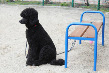 Black poodle sits near a bench on the street