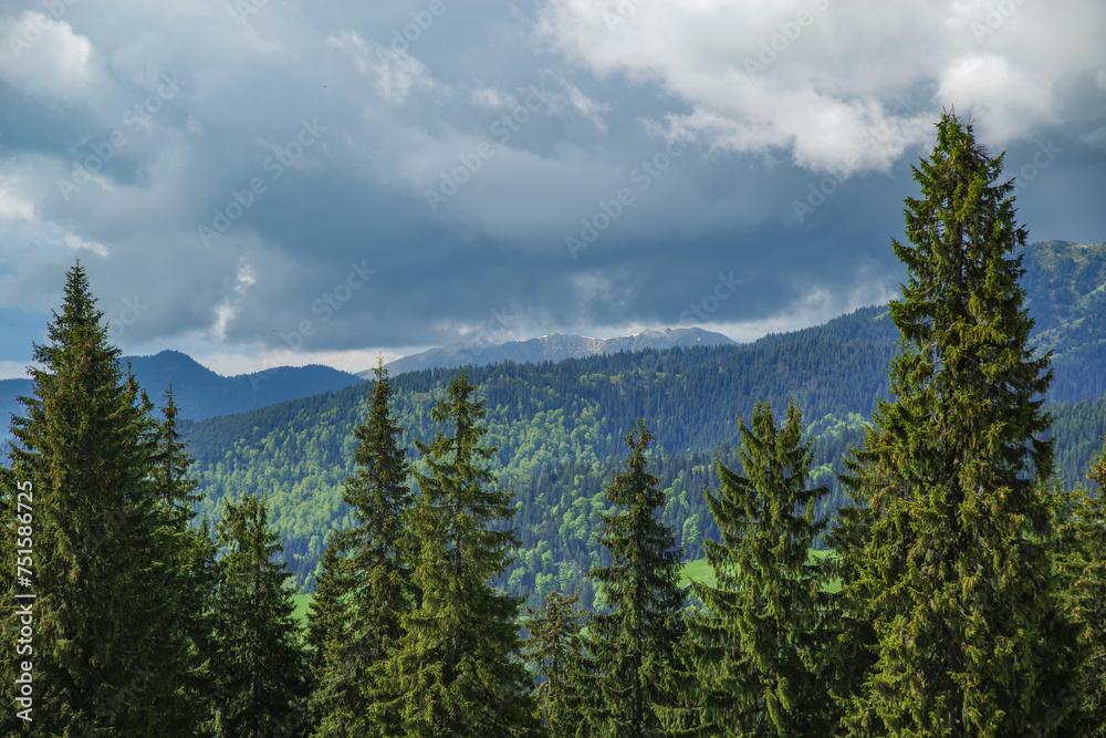 Wall mural summer landscape of rodnei mountains national park, romania, romanian carpathian mountains, europe.