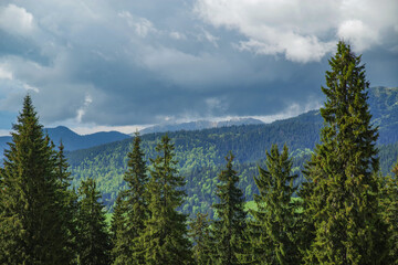 Summer landscape of Rodnei Mountains National Park, Romania, Romanian Carpathian Mountains, Europe.	