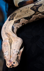 Boa constrictor hanged over dark background in Brazil