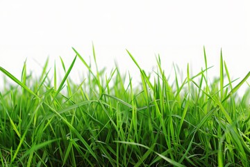Obraz premium fresh spring green grass isolated on white, spring, easter, fresh, green, meadow, grass