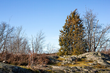 Scandinavian trees in winter