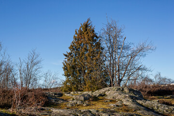 Scandinavian trees in winter