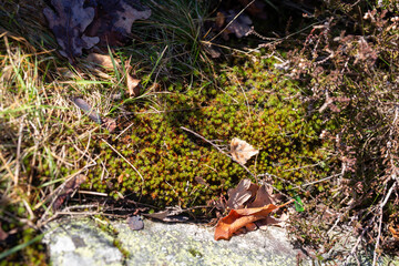 Shrub and moss in Sweden