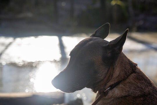 Belgian Shepard Malinois posing near frozen lake