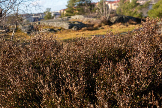 Rough plants in Swedish winter