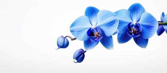 Three vibrant blue orchids dangle gracefully from a sturdy branch, showcasing their delicate petals...