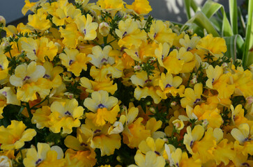Elfenspiegel - Kübelpflanze blüht gelb im Frühling 