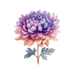 cute chrysanthemum vector illustration in watercolour style