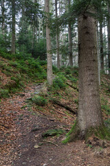 Fir tree in the forest of the Beskid Mały Mountains