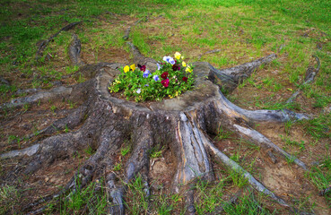 External roots of a cut tree. Tree with external roots