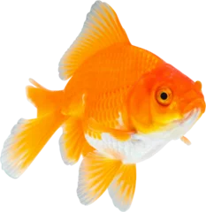 Fotobehang Oranda goldfish isolated on white background close up © Piman Khrutmuang