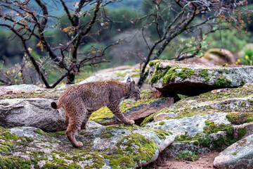 Iberian lynx hunting in the Sierra de Andujar, Spain.