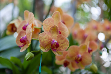 Beautiful Orchid flower buds at Flower Festival in Thailand.