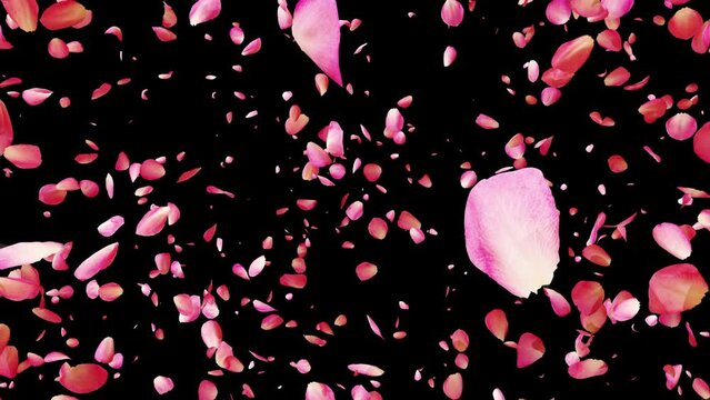 Exploding rose petals