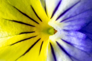 Fotografía macro de flor de pensamiento