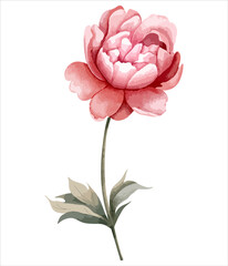 Watercolor peony flower. Botanical isolated illustration. Hand painted floral element