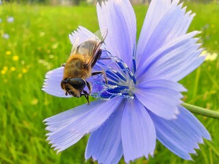 A bee on a blue flower in a sunny summer day working hard for collecting pollen