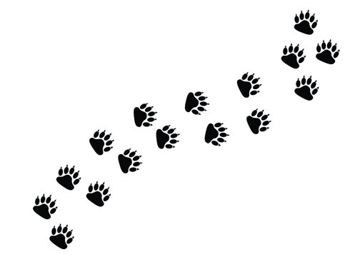 Paw print trail on white background. Vector bear or dog, paw print walk line path background. Vector illustration.