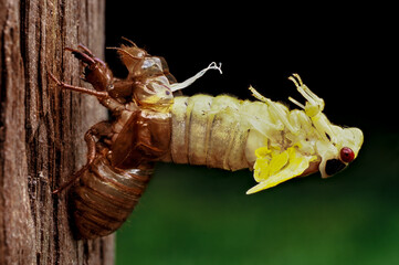 17-year periodic cicada (Magicicada sp.) emerging from pupal exoskeleton