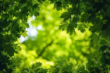 Fototapeta na wymiar Lush Green Leaves Bathed In Sunlight Against A Stunning Sun-kissed green leaves in focus Blue Sky Background With Space For Text