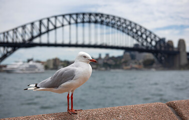 Seagull in front of the Harbour Bridge in Sydney, Australia
