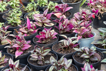 Purple leaves of tradescantia zebrina growth in flower pot. Wandering jew or wandering dude of houseplant and ground cover. Herbaceous perennial flowers trailing and variegated foliage. Inch plant. - Powered by Adobe