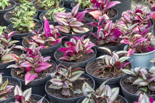 Purple leaves of tradescantia zebrina growth in flower pot. Wandering jew or wandering dude of houseplant and ground cover. Herbaceous perennial flowers trailing and variegated foliage. Inch plant.