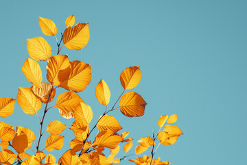 A minimalist composition of mid-yellow leaves against a stark, clear blue sky, offering a peaceful backdrop with generous copy space