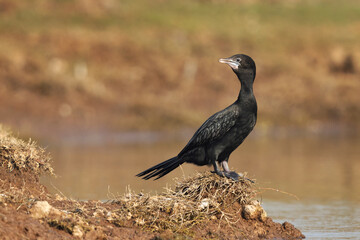 Little cormorant perched on a mound at Bhigwan bird sanctuary, Maharashtra
