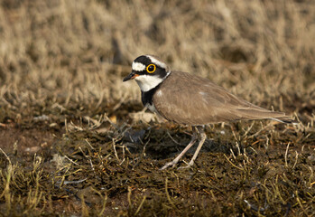 Closeup of a Little ringed plover at Bhigwan bird sanctuary, Maharashtra